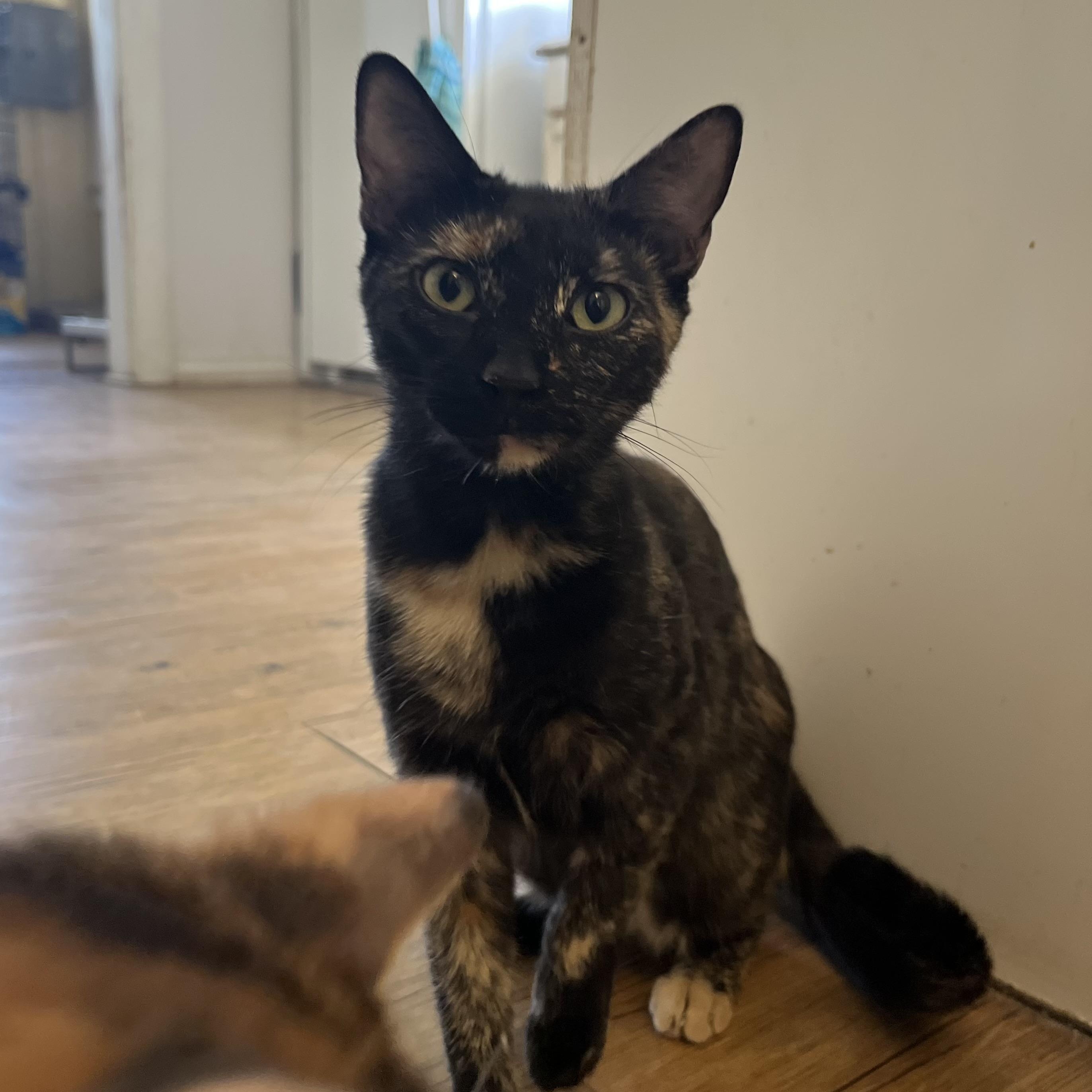 Lola, ADOPTABLE, Young Female Tortoiseshell.