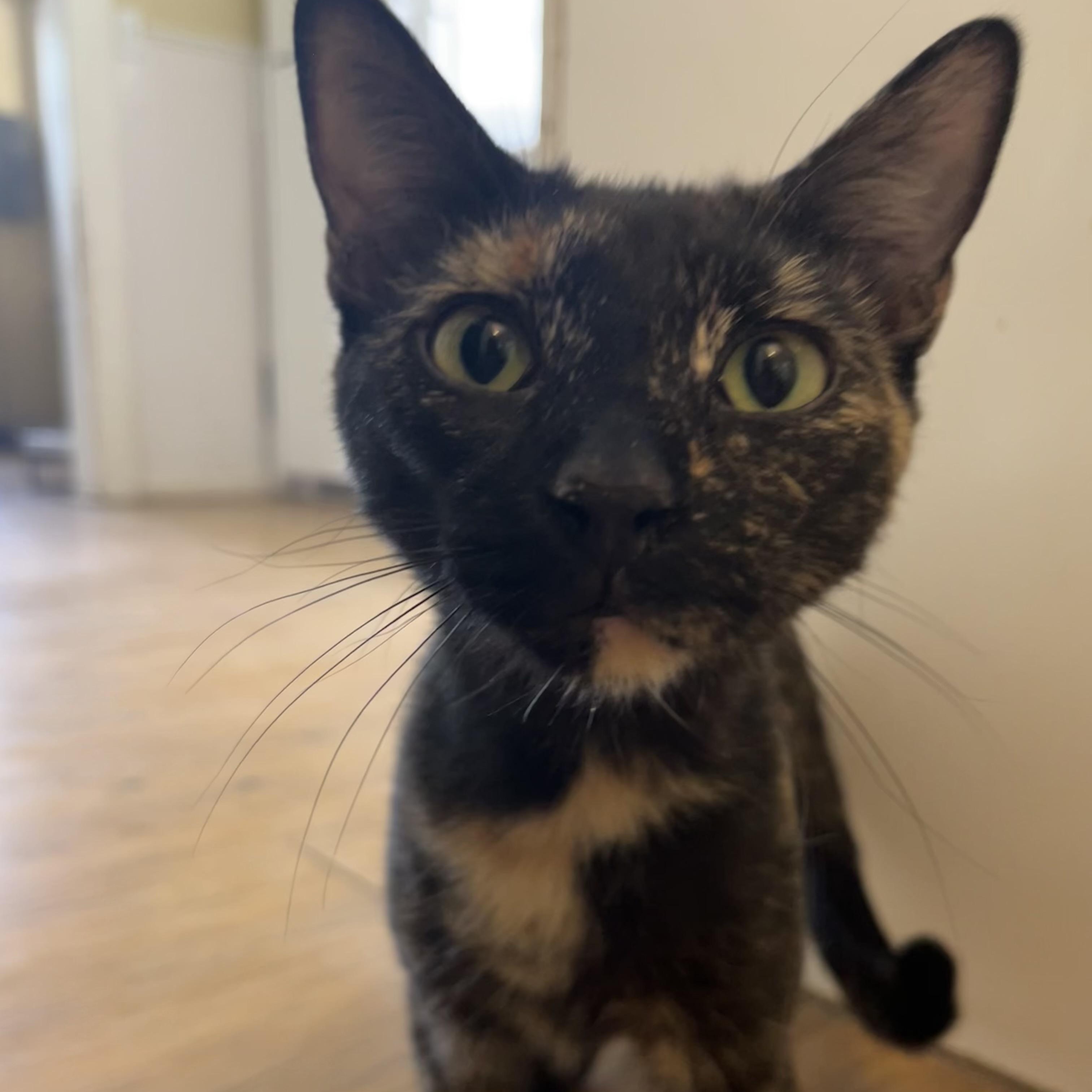 Enlarge Lola, a Adoptable Tortoiseshell in Hammond, LA image 3/4