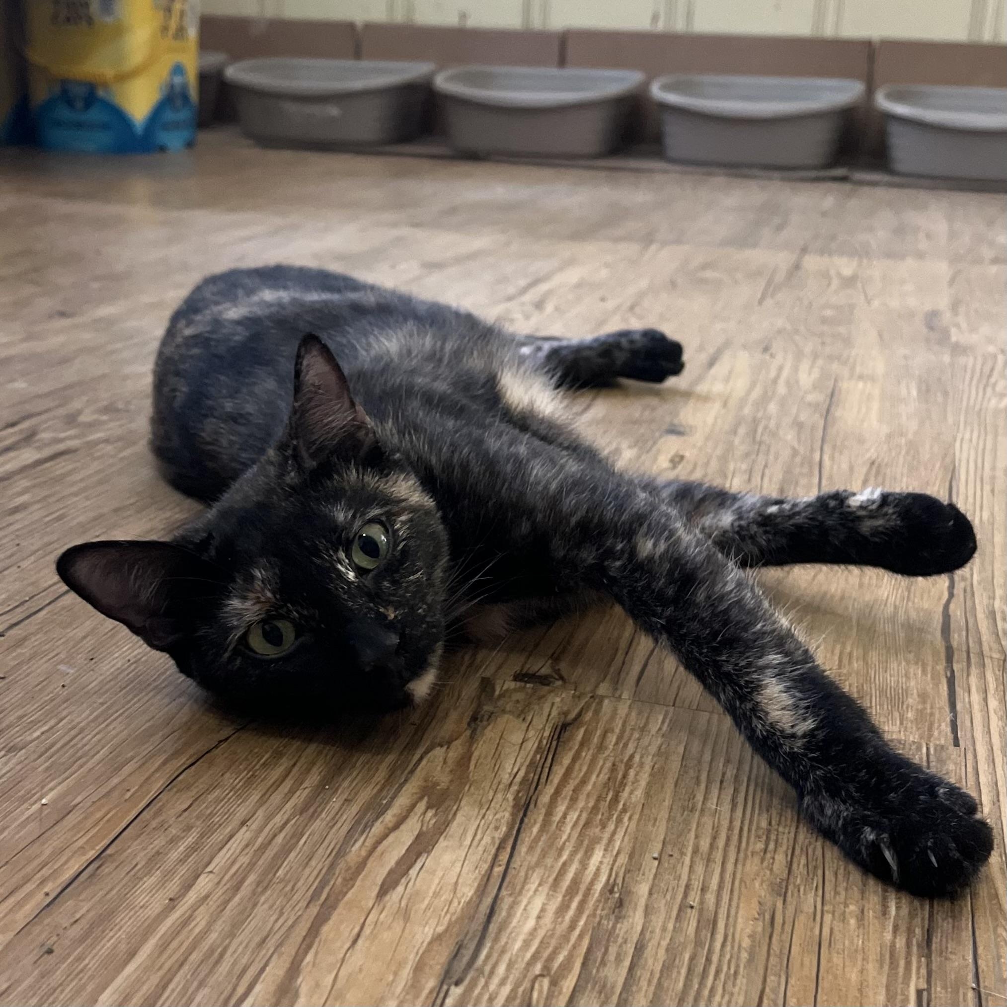 Enlarge Lola, a Adoptable Tortoiseshell in Hammond, LA image 4/4