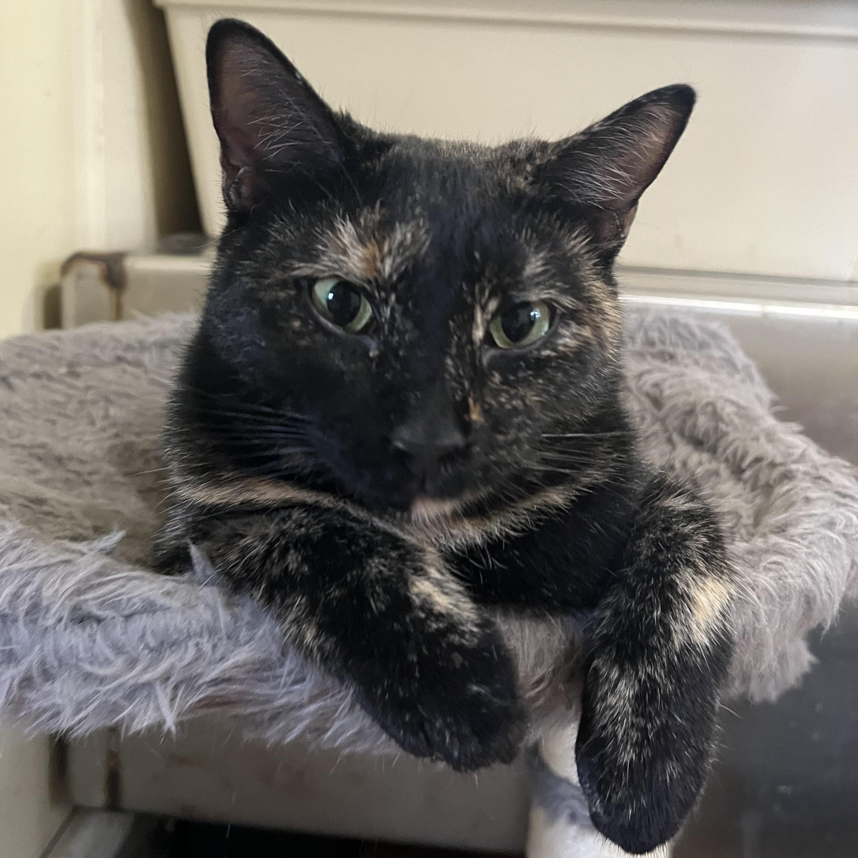 Lola, Adoptable, Young Female Tortoiseshell.