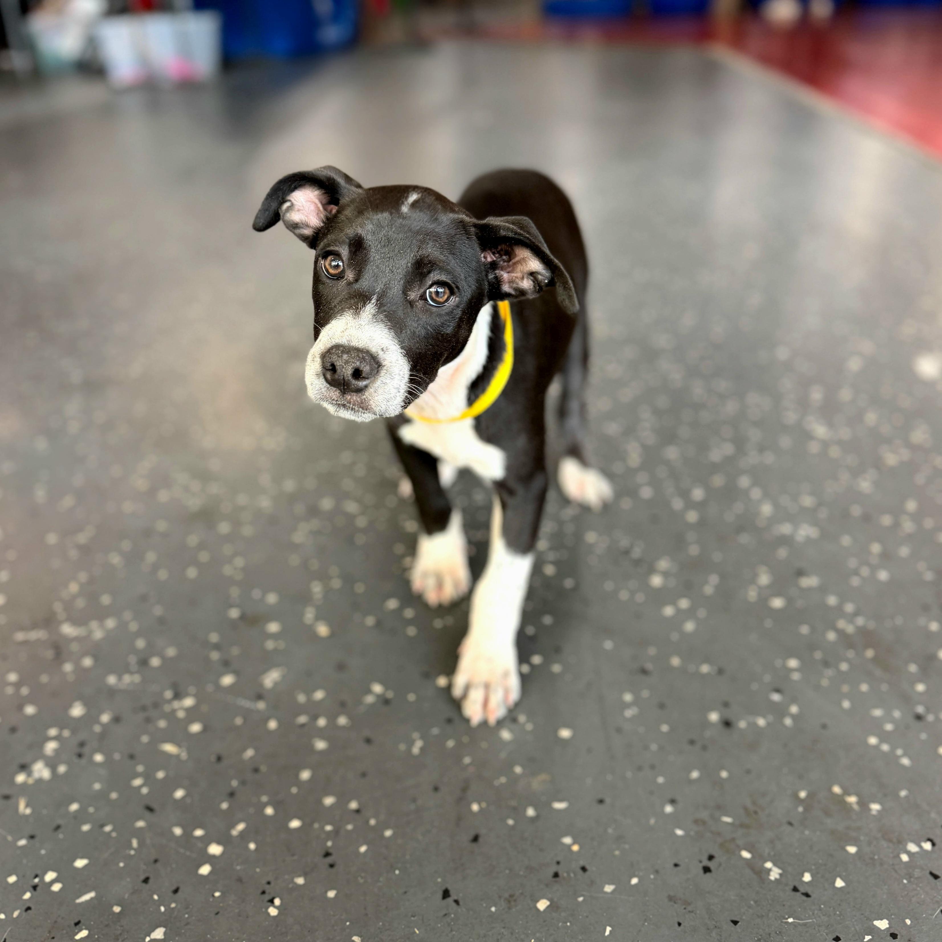 Keeper, an adopted mixed breed in Oviedo, FL image 2/2