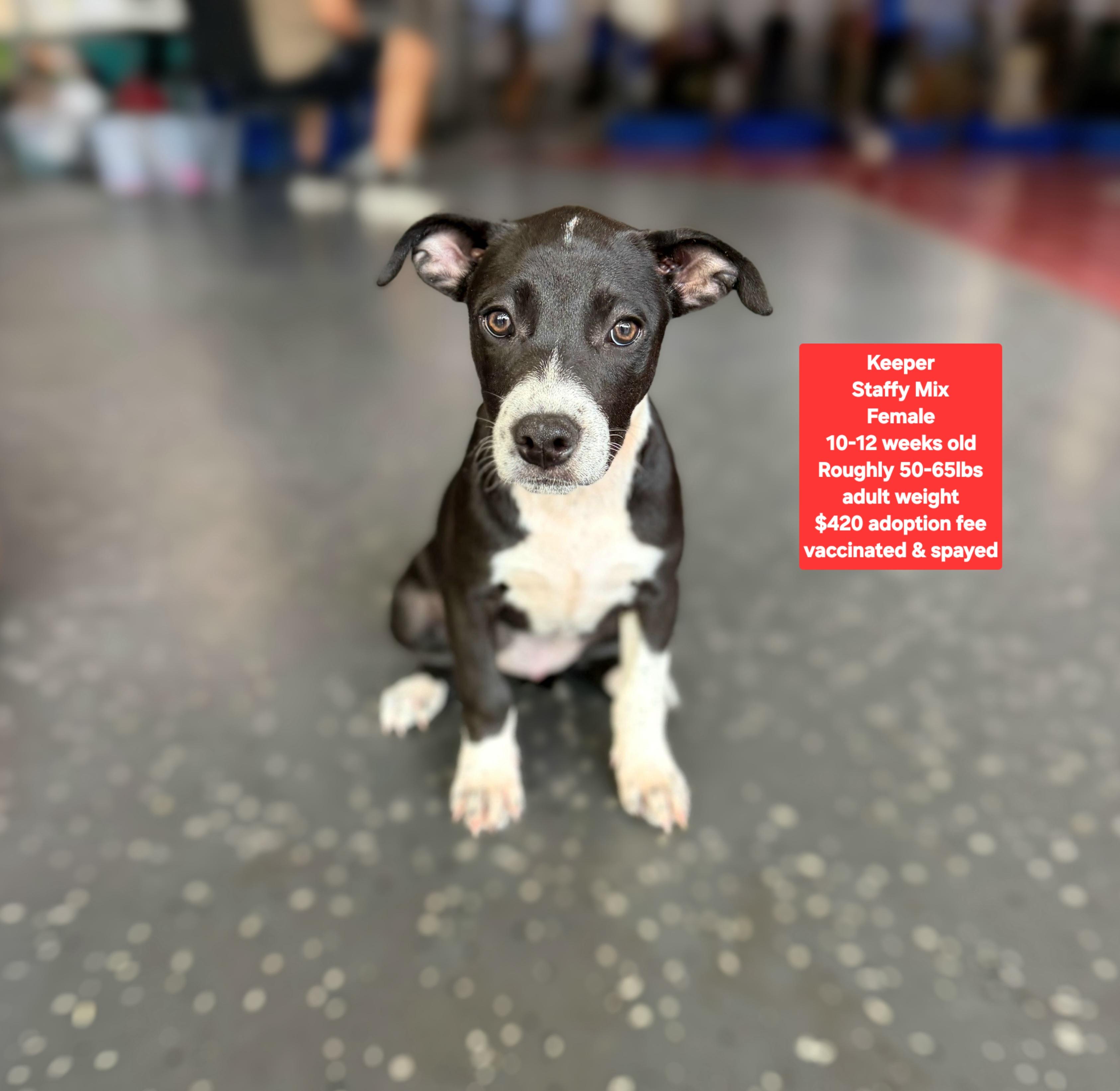 Keeper, ADOPTABLE, Puppy Female Staffordshire Bull Terrier.