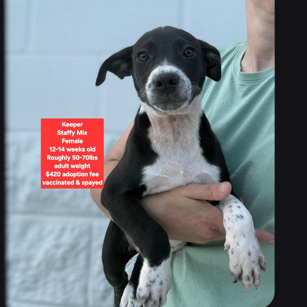 Keeper, ADOPTABLE, Puppy Female Staffordshire Bull Terrier.