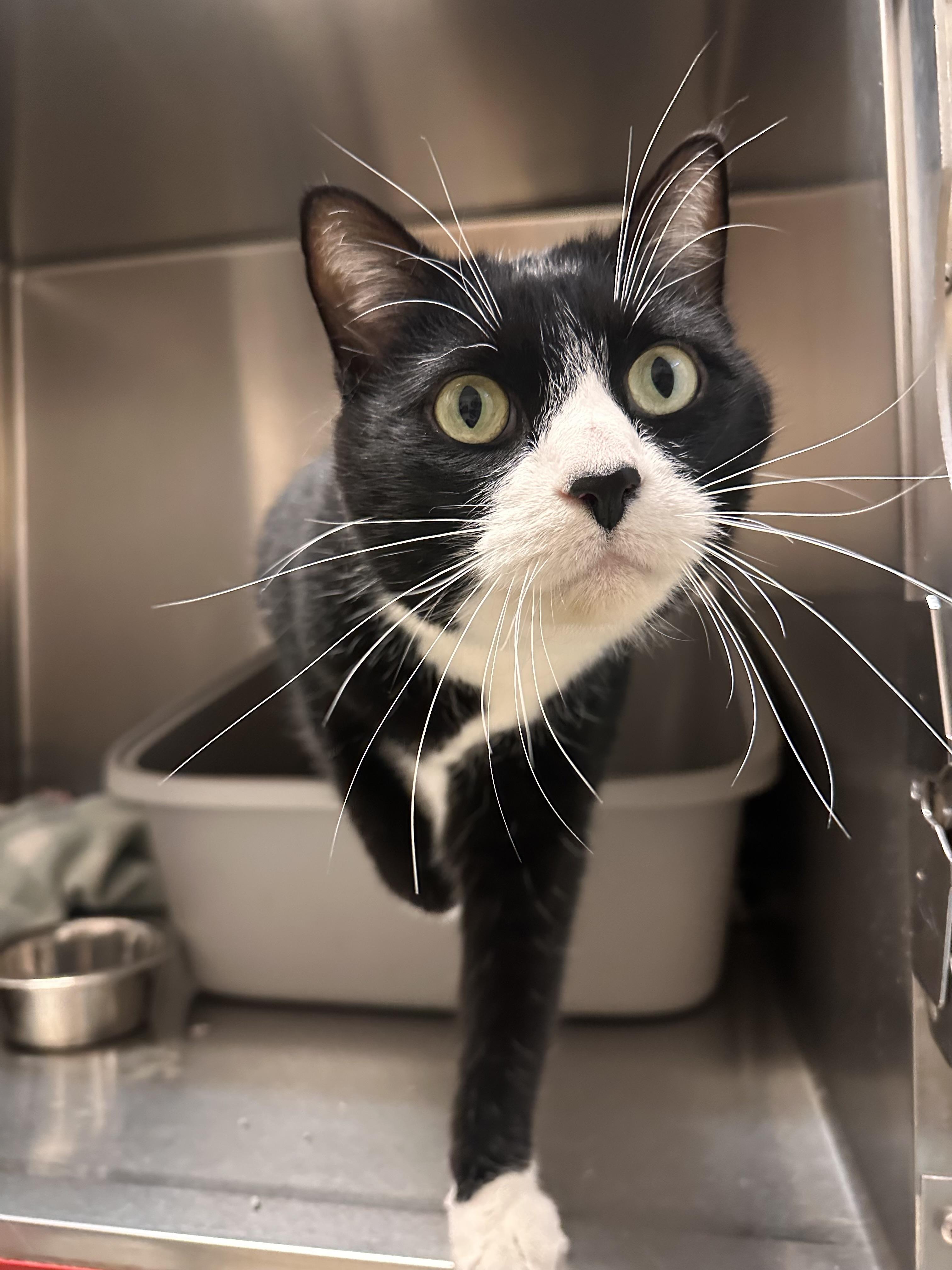 Petey, a Adoptable Domestic Short Hair in Amery, WI image 2/2