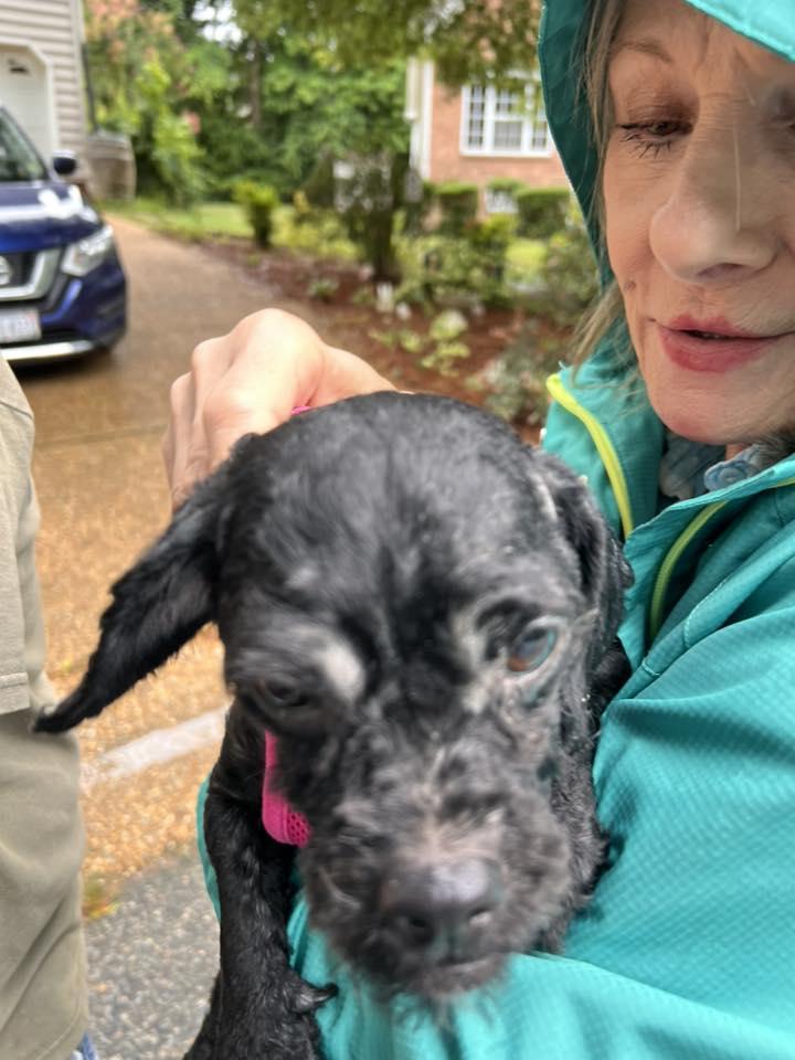 Widget, a Adoptable mixed breed in Williamsburg, VA image 4/6