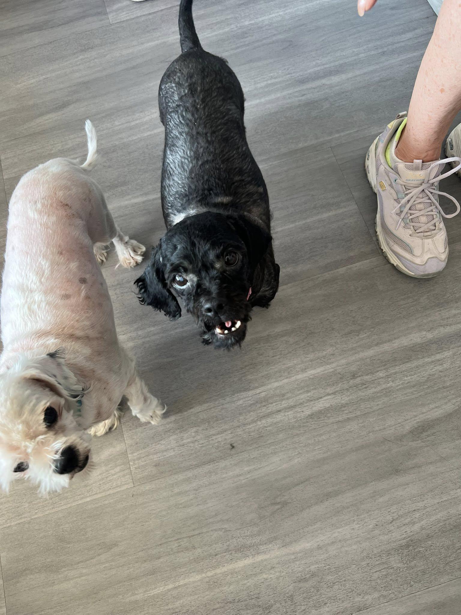 Widget, a Adoptable mixed breed in Williamsburg, VA image 5/6