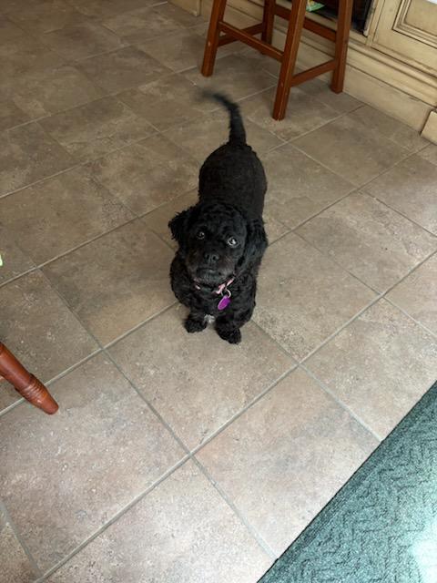 Widget, a Adoptable mixed breed in Williamsburg, VA image 6/6