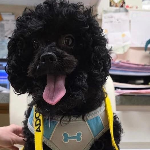 Widget, Adoptable, Adult Male Shih Tzu & Poodle.