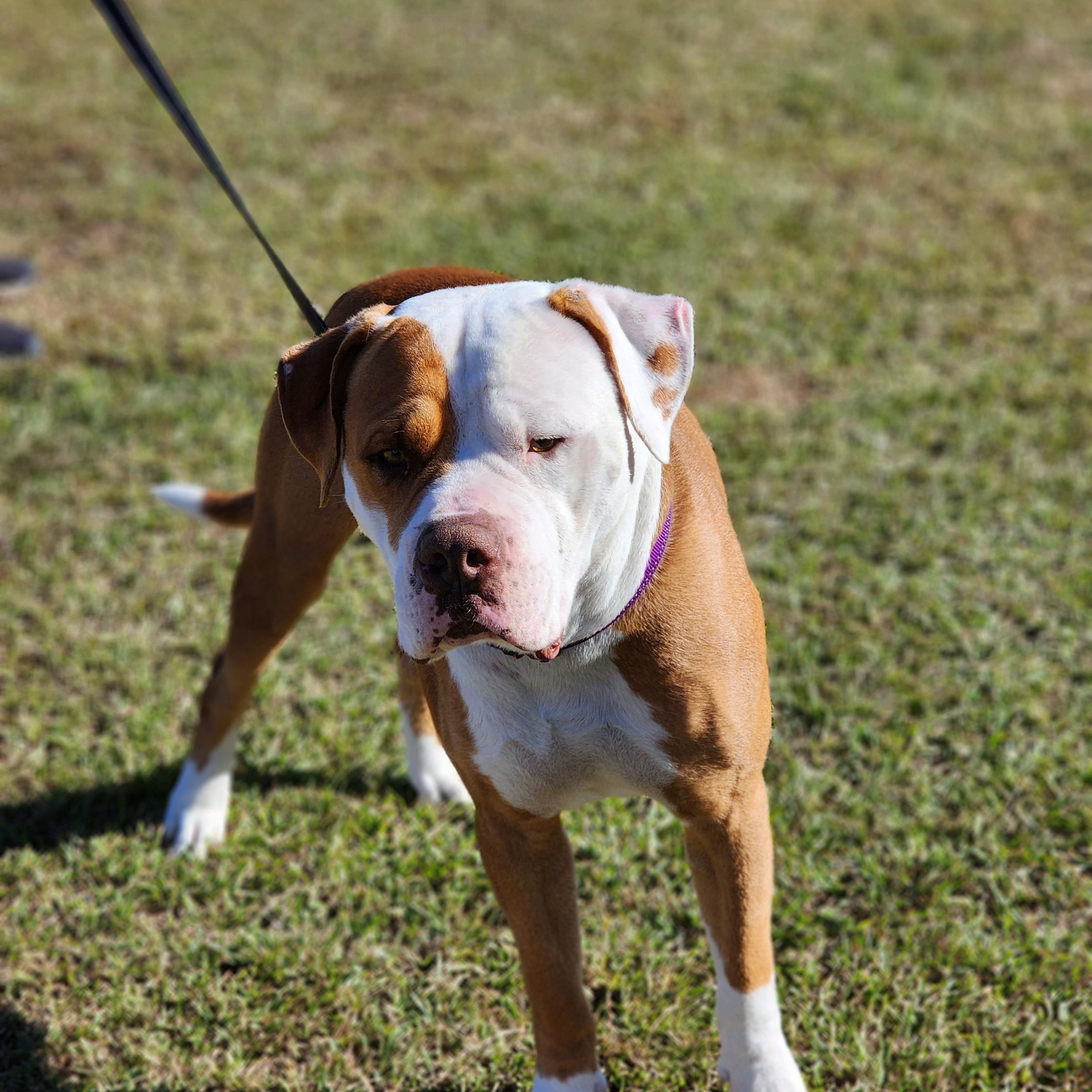 Gus photo 6