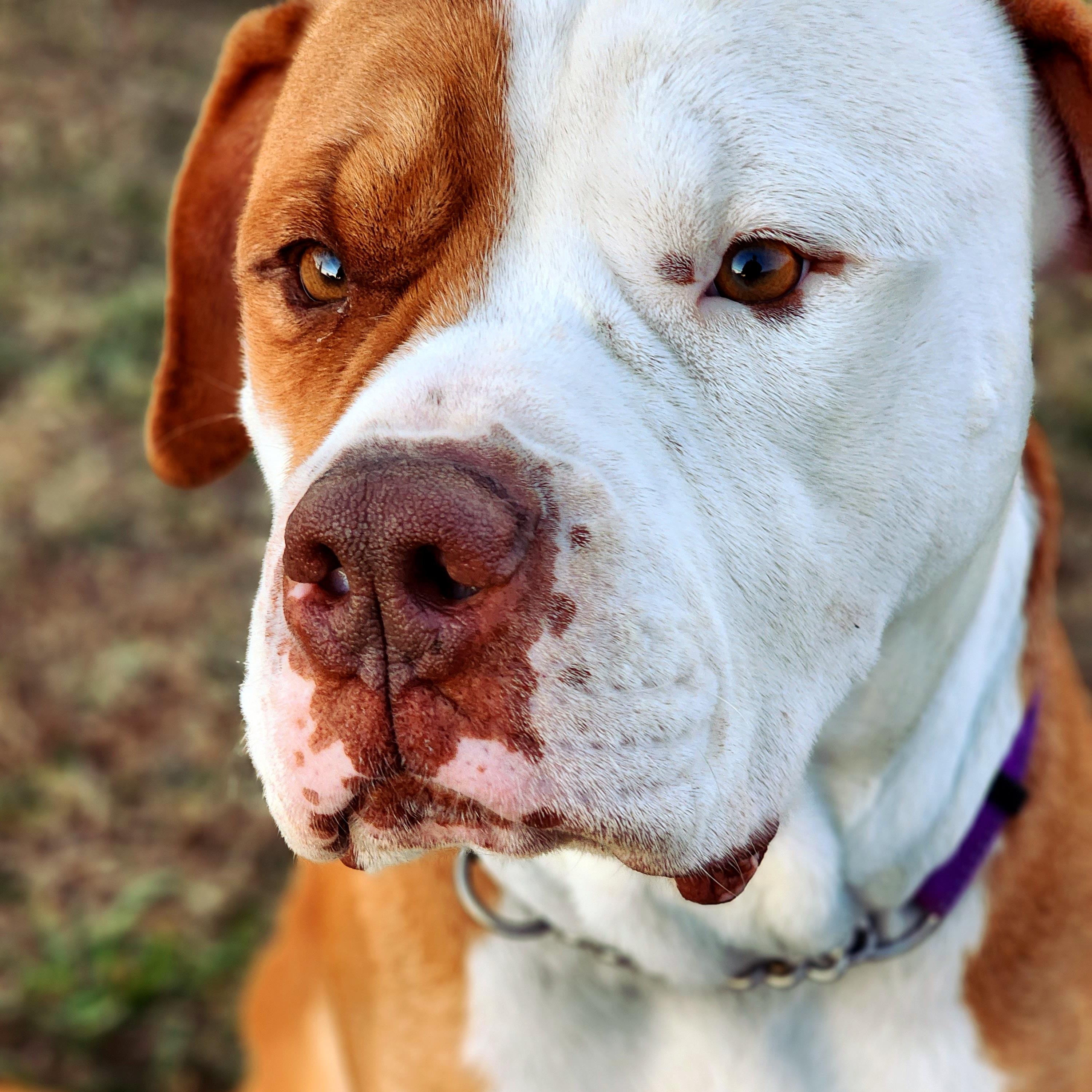 Gus, Adult Male American Bulldog