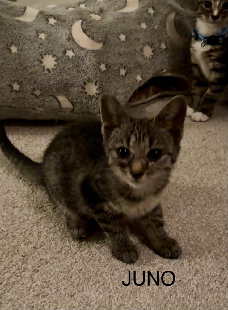 Juno (Green), Adoptable, Young Female Domestic Short Hair.