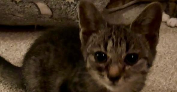 Juno (Green), a Adoptable mixed breed in Rockwell, NC image 3/4