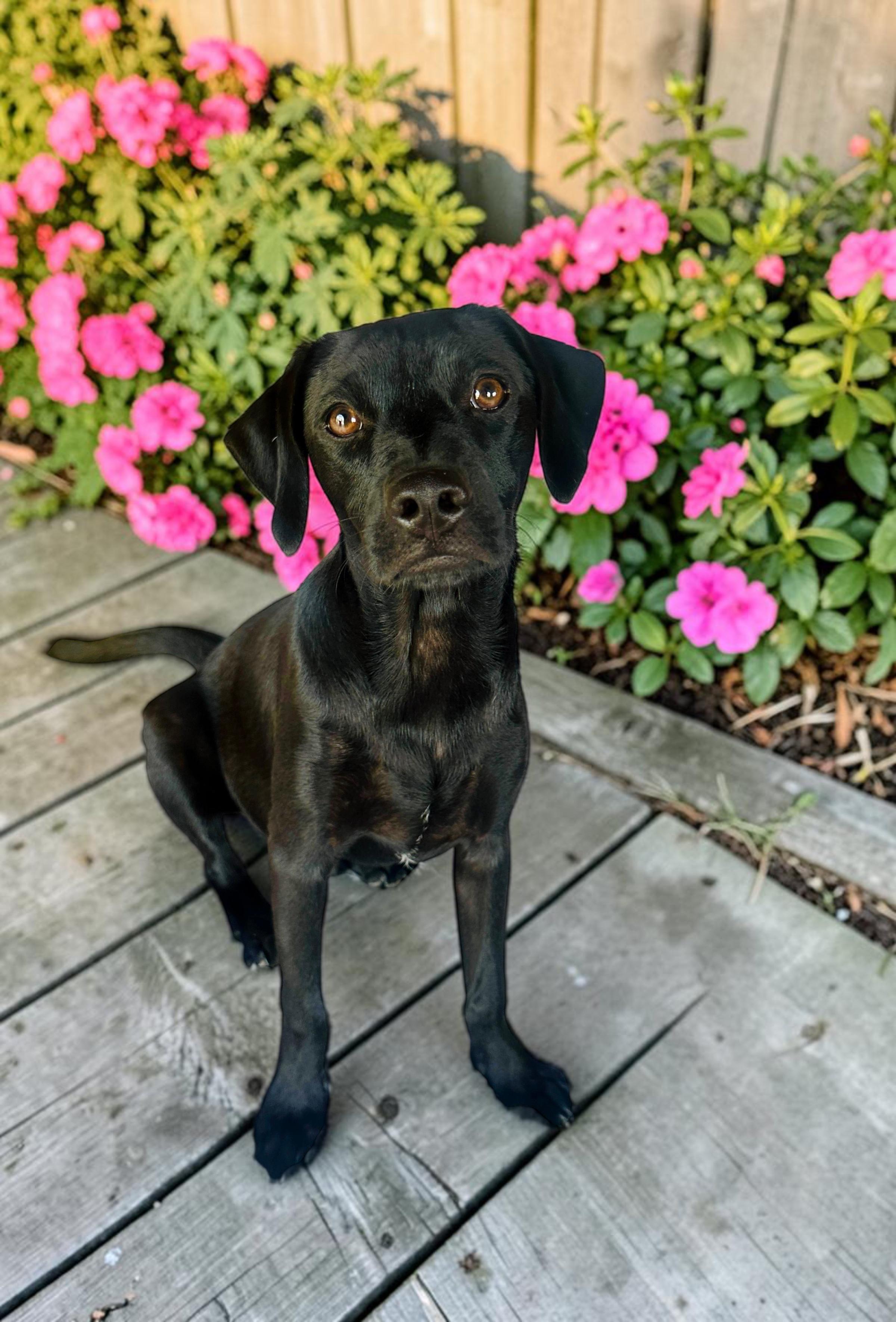 Franklin, an adopted mixed breed in Vancouver, BC image 1/6
