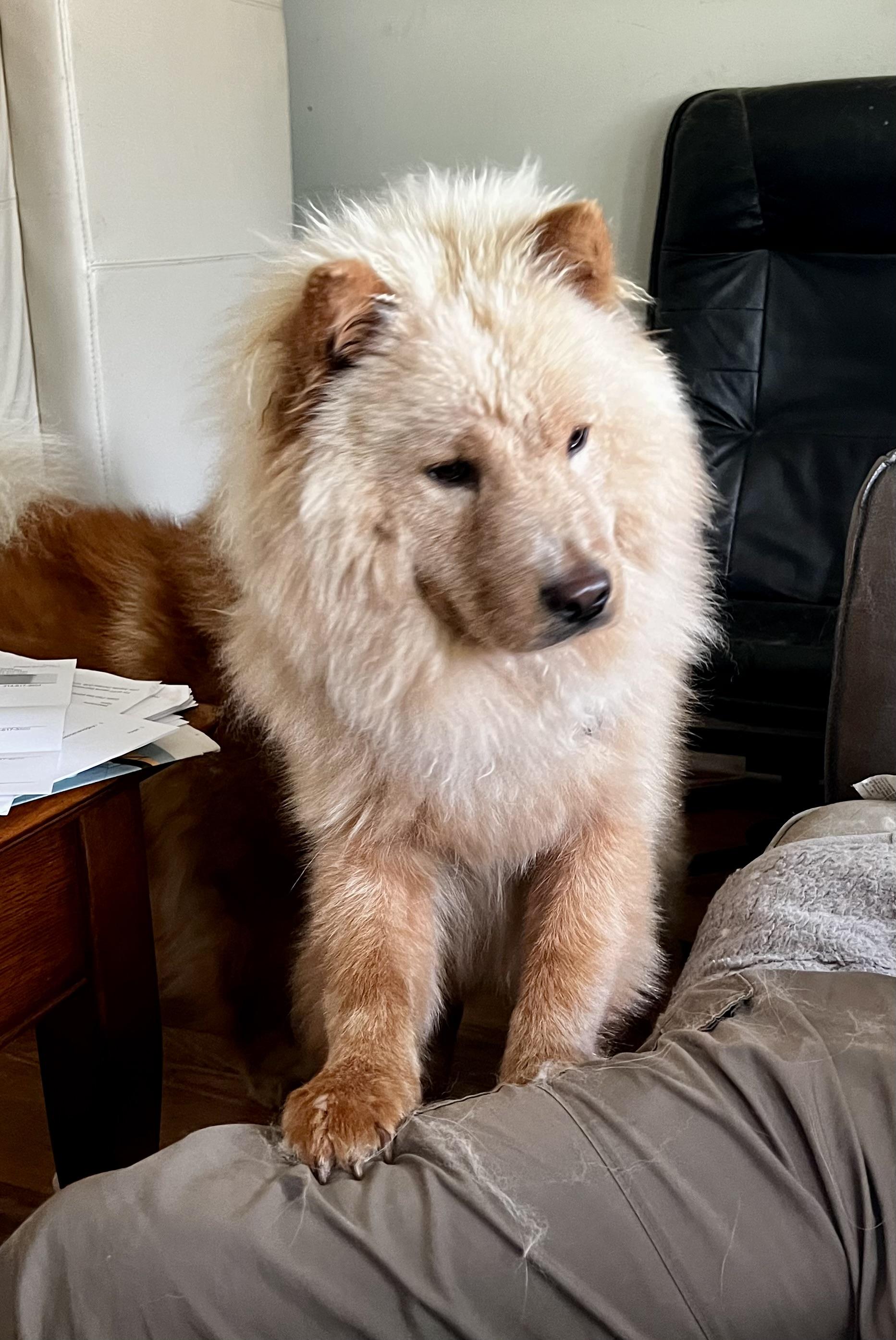 Enlarge Alphie, a Adopted Chow Chow in Saint Louis, MO image 1/5