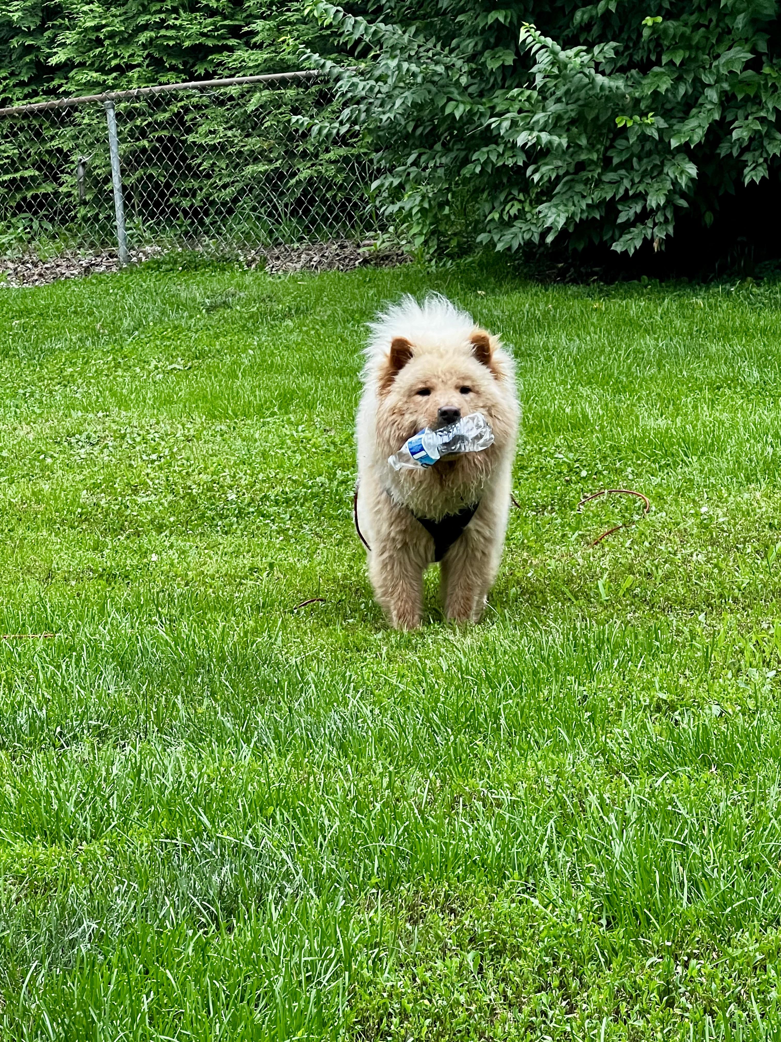 Enlarge Alphie, a Adopted Chow Chow in Saint Louis, MO image 2/5