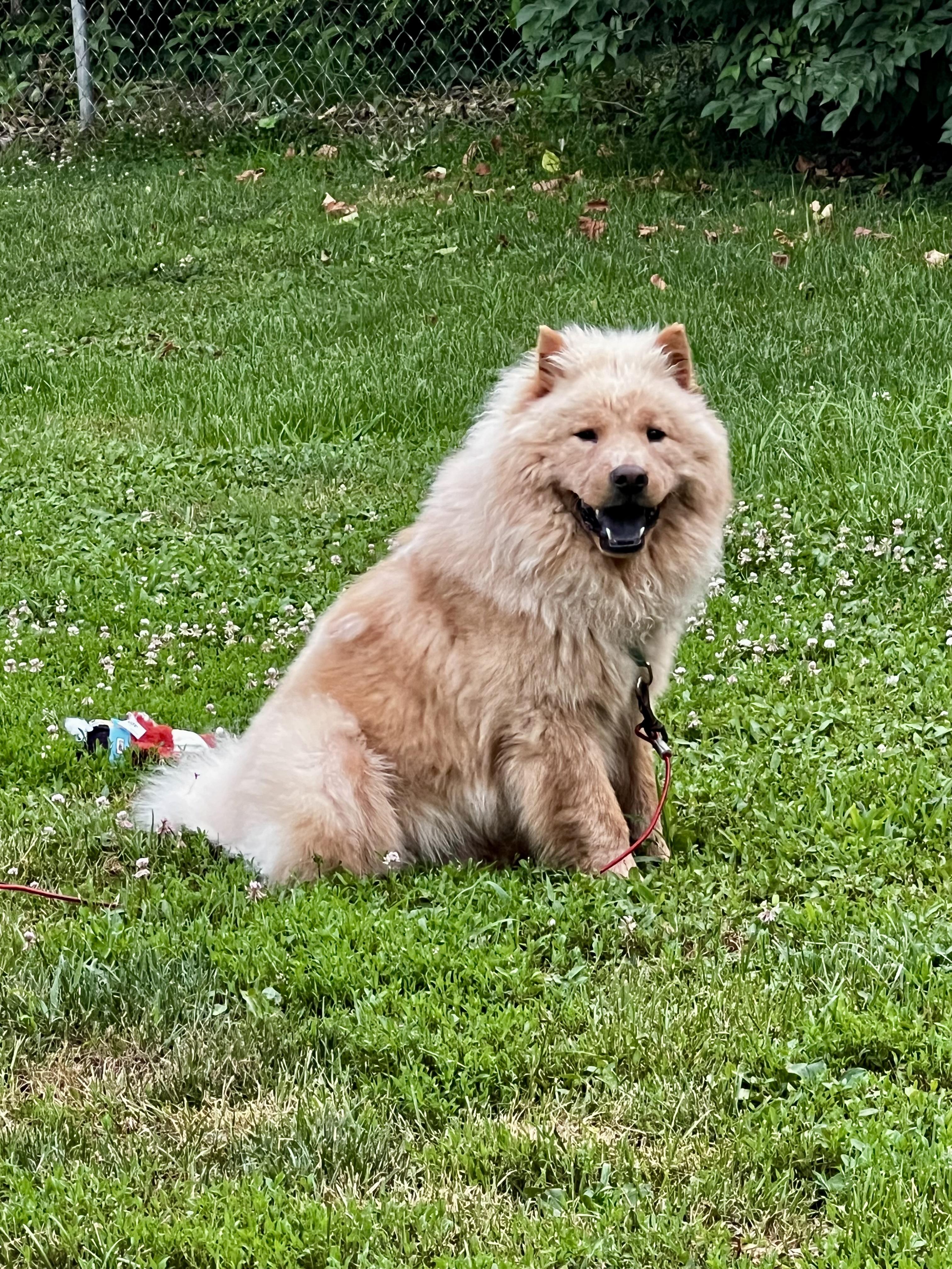 Enlarge Alphie, a Adopted Chow Chow in Saint Louis, MO image 3/5