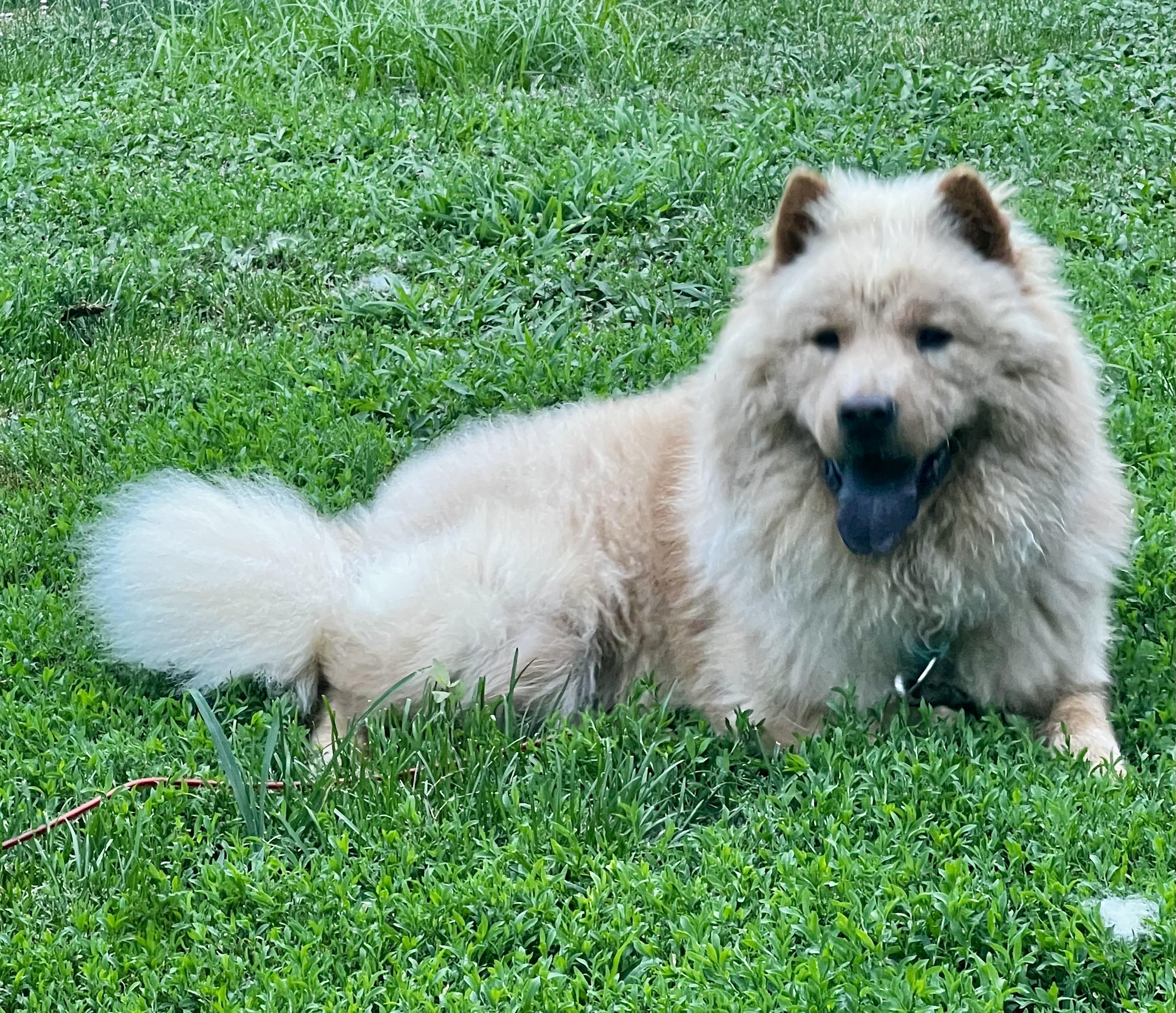 Enlarge Alphie, a Adopted Chow Chow in Saint Louis, MO image 4/5