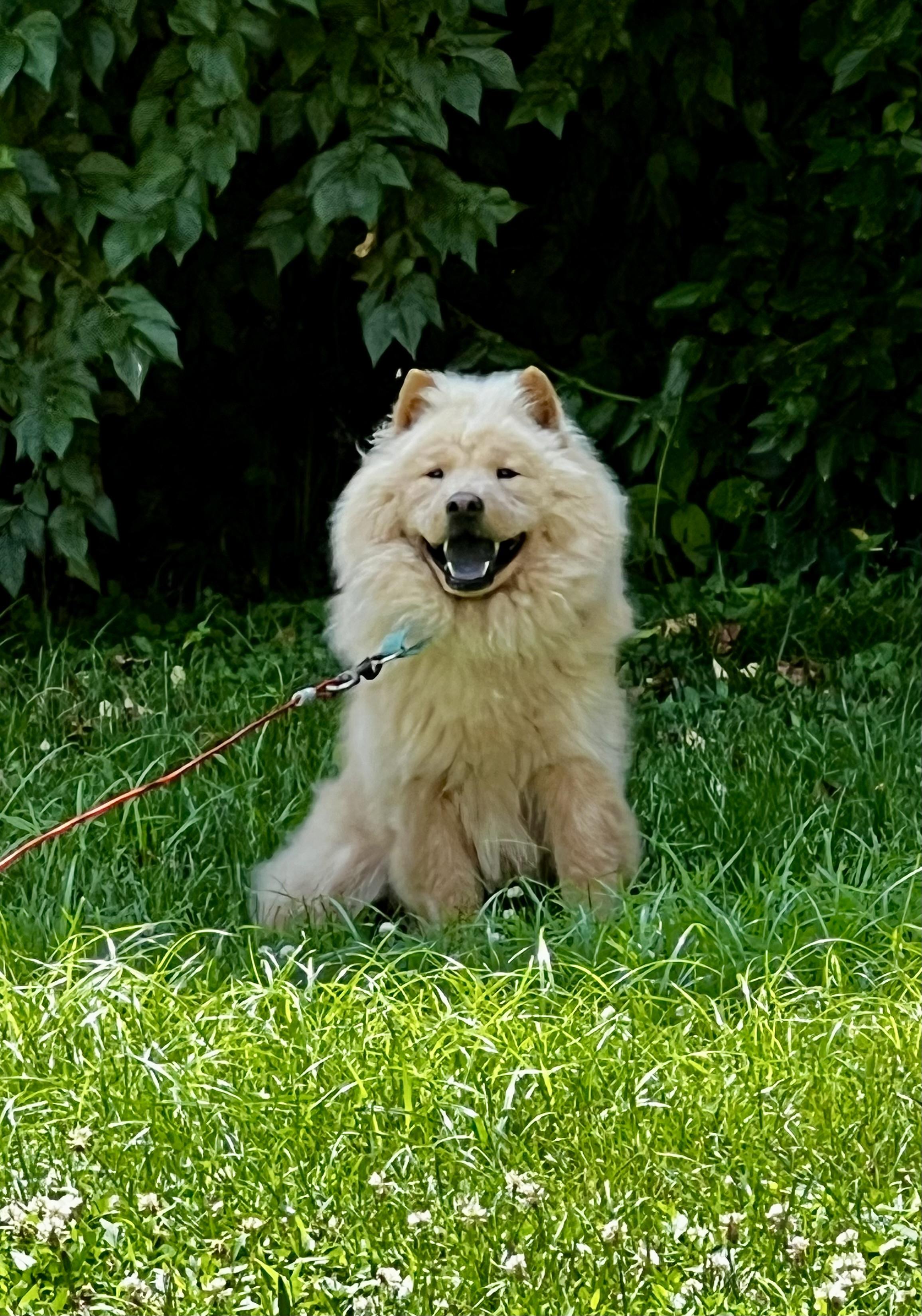 Enlarge Alphie, a Adopted Chow Chow in Saint Louis, MO image 5/5