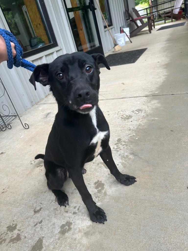 Enlarge Buddy, a Adoptable mixed breed in Lawrenceburg, TN image 1/6