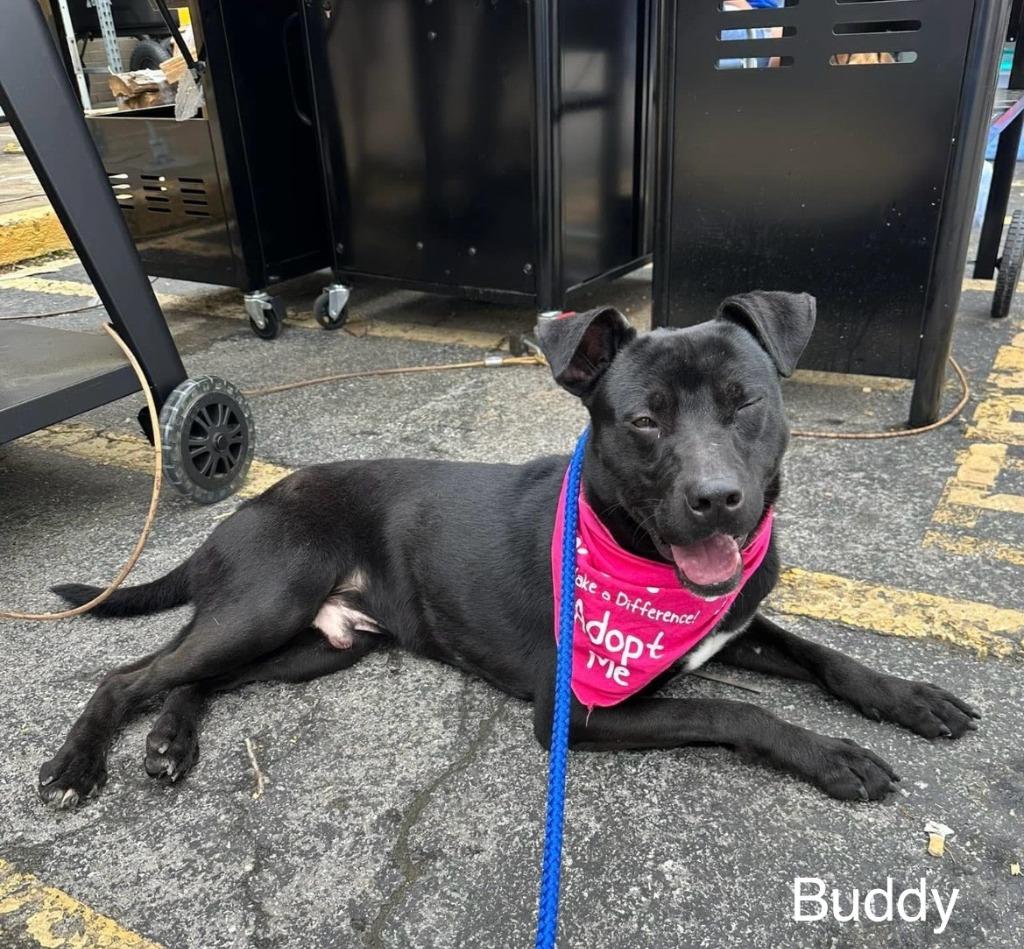 Enlarge Buddy, a Adoptable mixed breed in Lawrenceburg, TN image 2/6