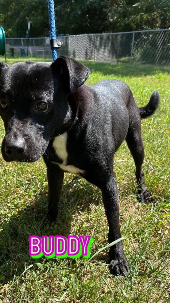 Enlarge Buddy, a Adoptable mixed breed in Lawrenceburg, TN image 3/6