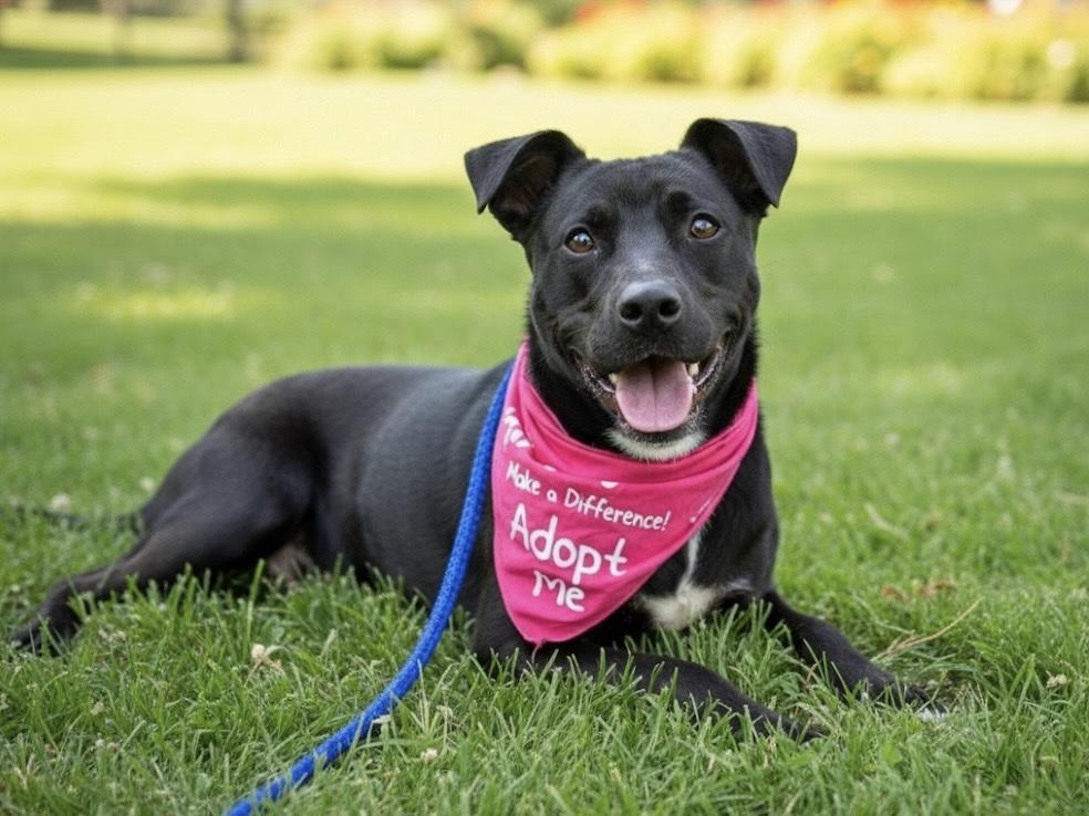Enlarge Buddy, a Adoptable mixed breed in Lawrenceburg, TN image 4/6