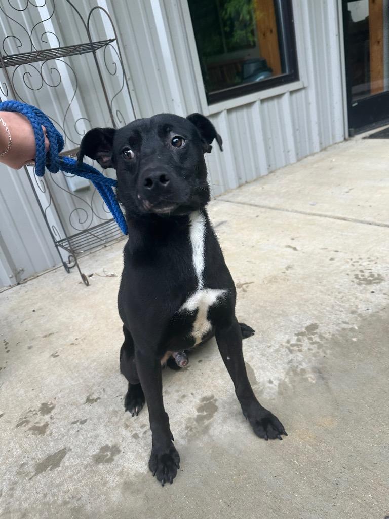 Enlarge Buddy, a Adoptable mixed breed in Lawrenceburg, TN image 5/6