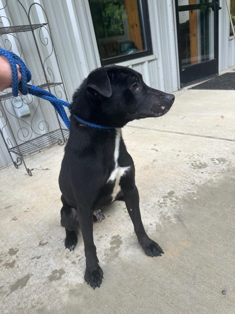 Enlarge Buddy, a Adoptable mixed breed in Lawrenceburg, TN image 6/6