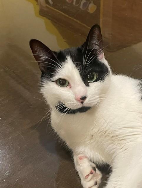 Cupid (LE), ADOPTABLE, Senior Female Domestic Short Hair.