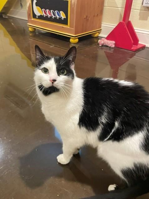 Cupid (LE), a ADOPTABLE Domestic Short Hair in Little Falls, NJ image 2/3