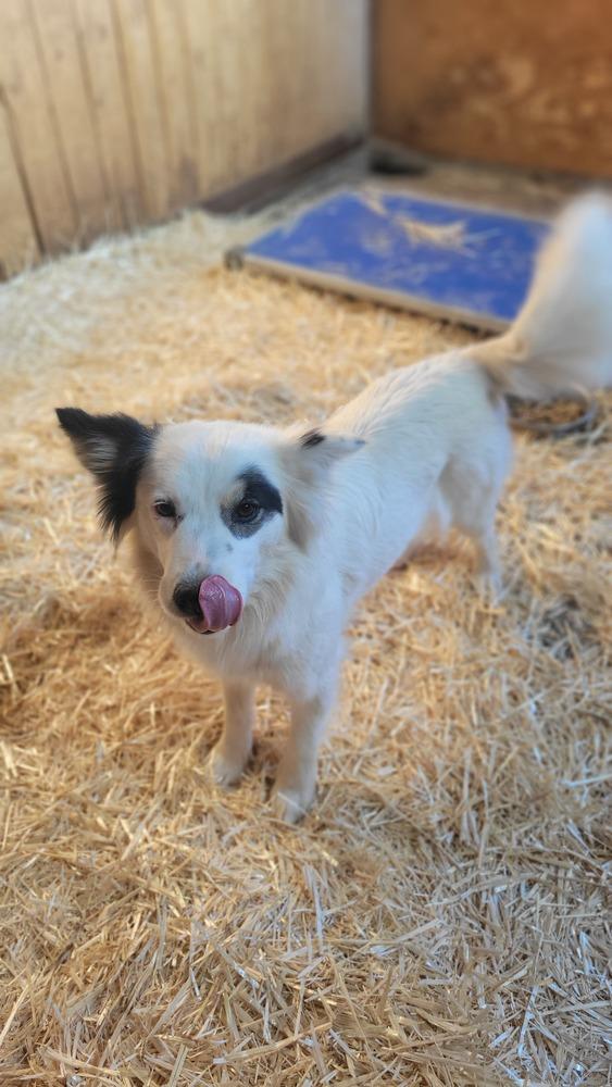 Frick, Adoptable, Young Female Border Collie & Australian Shepherd.