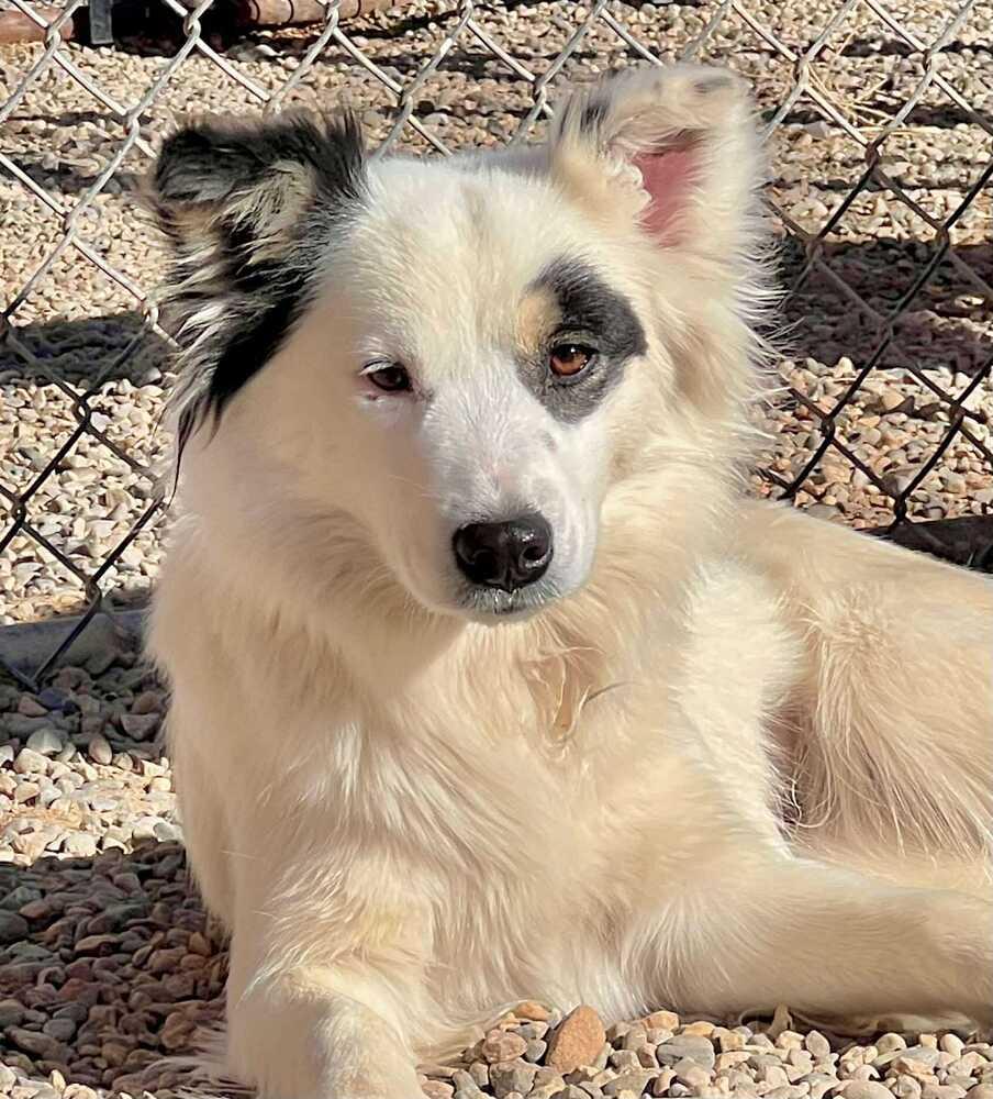 Enlarge Frick, a Adoptable mixed breed in Cortez, CO image 1/1