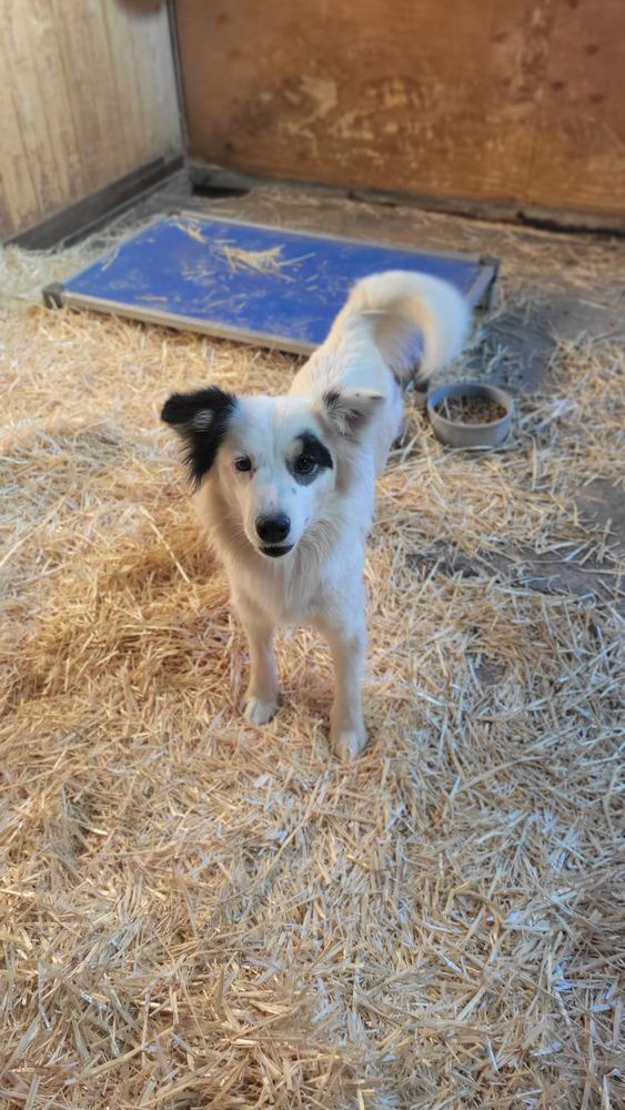 Enlarge Frick, a Adoptable mixed breed in Cortez, CO image 4/6