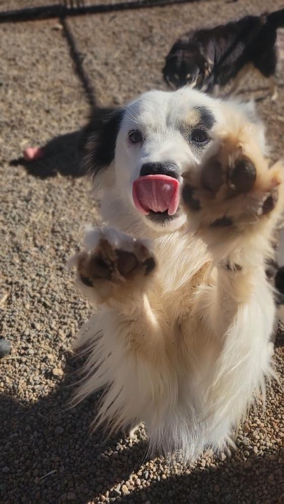Enlarge Frick, a Adoptable mixed breed in Cortez, CO image 5/6