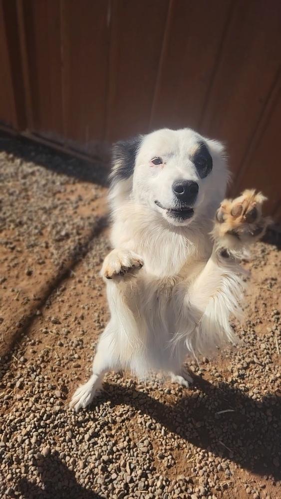 Enlarge Frick, a Adoptable mixed breed in Cortez, CO image 6/6