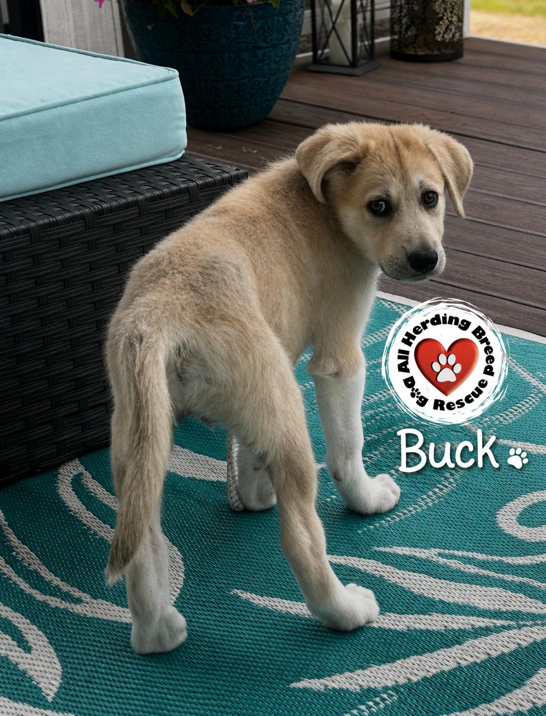 Buck, Adopted, Puppy Male Great Pyrenees.