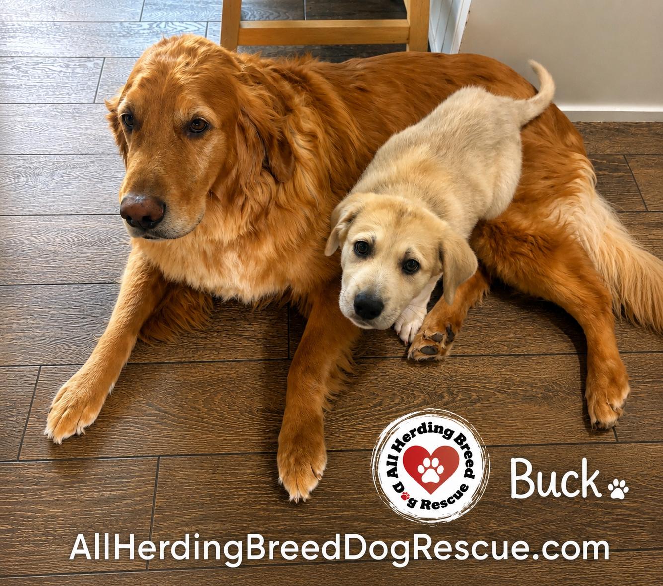 Enlarge Buck, a Adopted mixed breed in Joliet, IL image 2/3