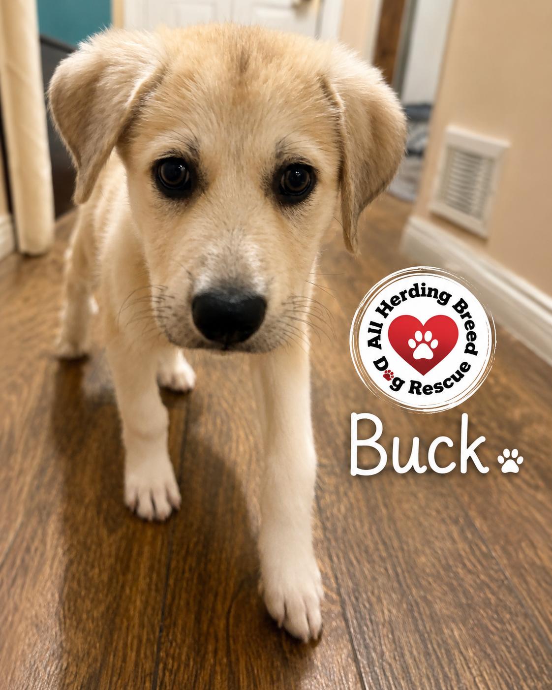 Enlarge Buck, a Adopted mixed breed in Joliet, IL image 3/3