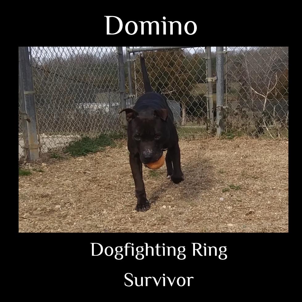 Domino, Adoptable, Adult Male American Staffordshire Terrier.