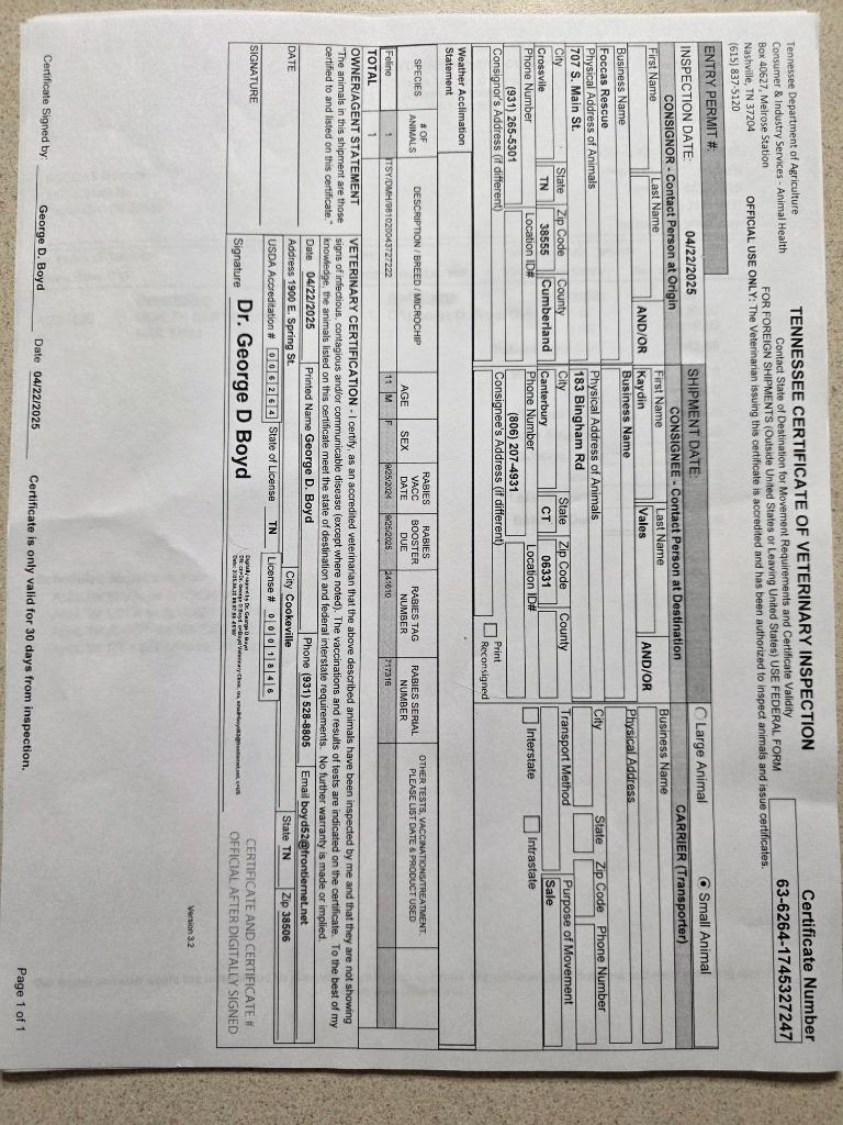 Enlarge Itsy, a Adopted mixed breed in Crossville, TN image 2/6