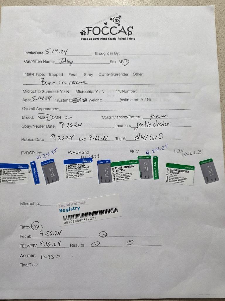 Enlarge Itsy, a Adopted mixed breed in Crossville, TN image 4/6