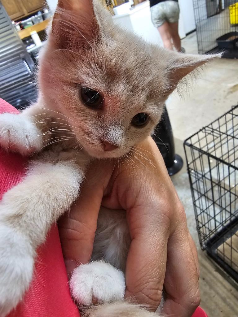 Enlarge Itsy, a Adopted mixed breed in Crossville, TN image 5/6