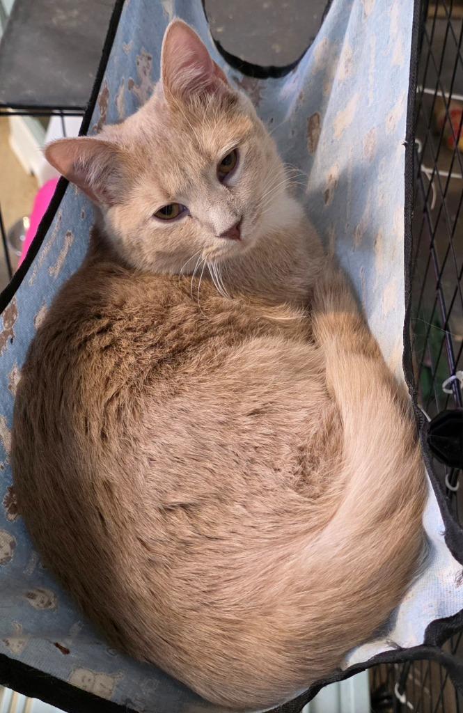 Enlarge Itsy, a Adopted mixed breed in Crossville, TN image 6/6