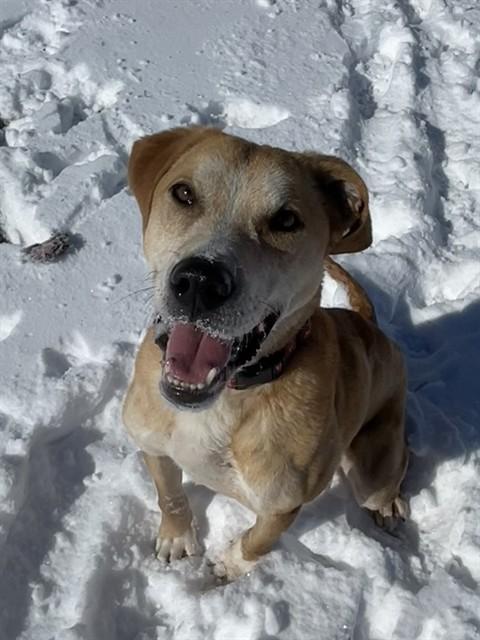 SIMBA, Adoptable, Adult Male Labrador Retriever & Mixed Breed.