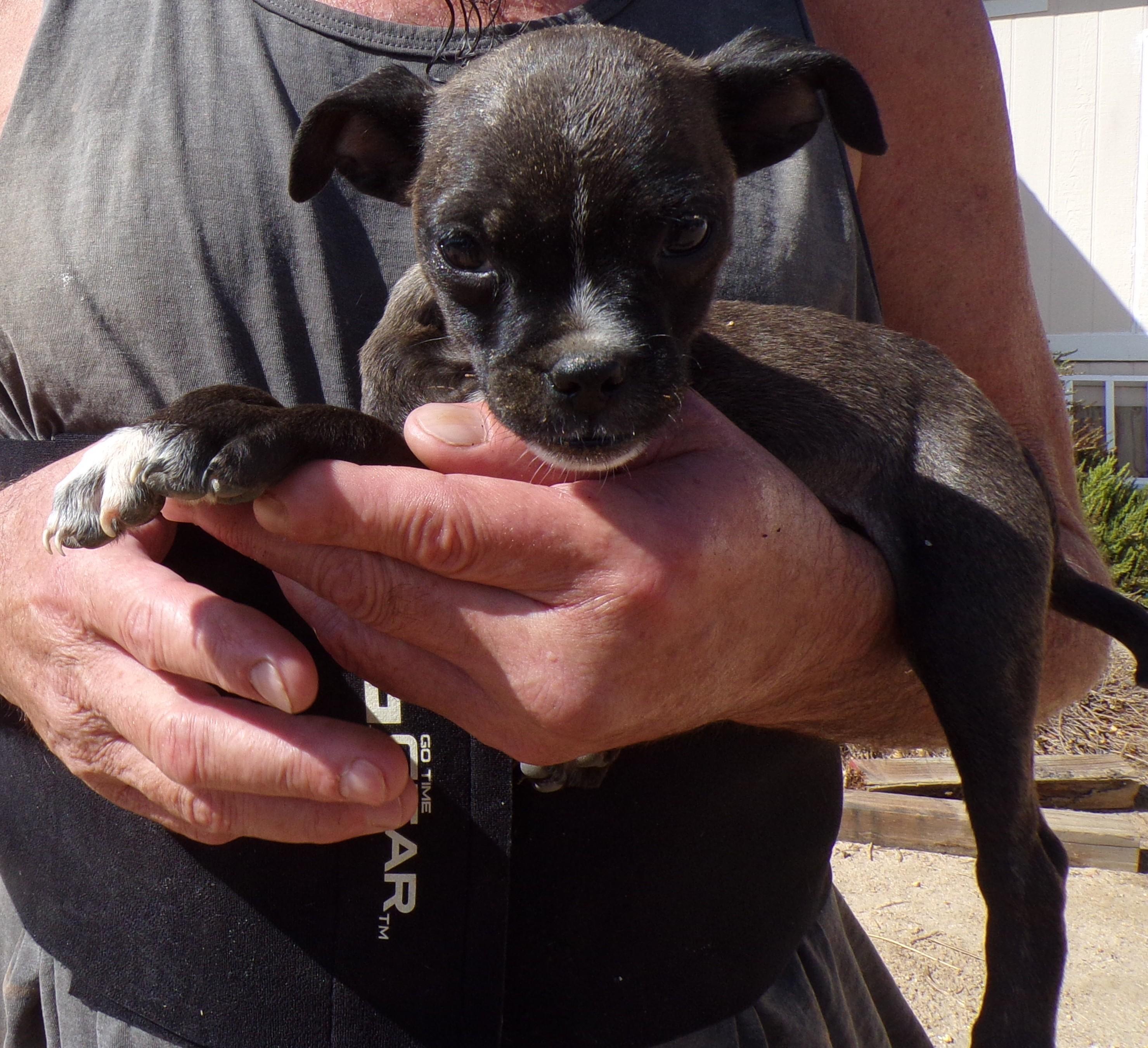 Enlarge CHANEL, a ADOPTABLE mixed breed in Corona, CA image 2/3