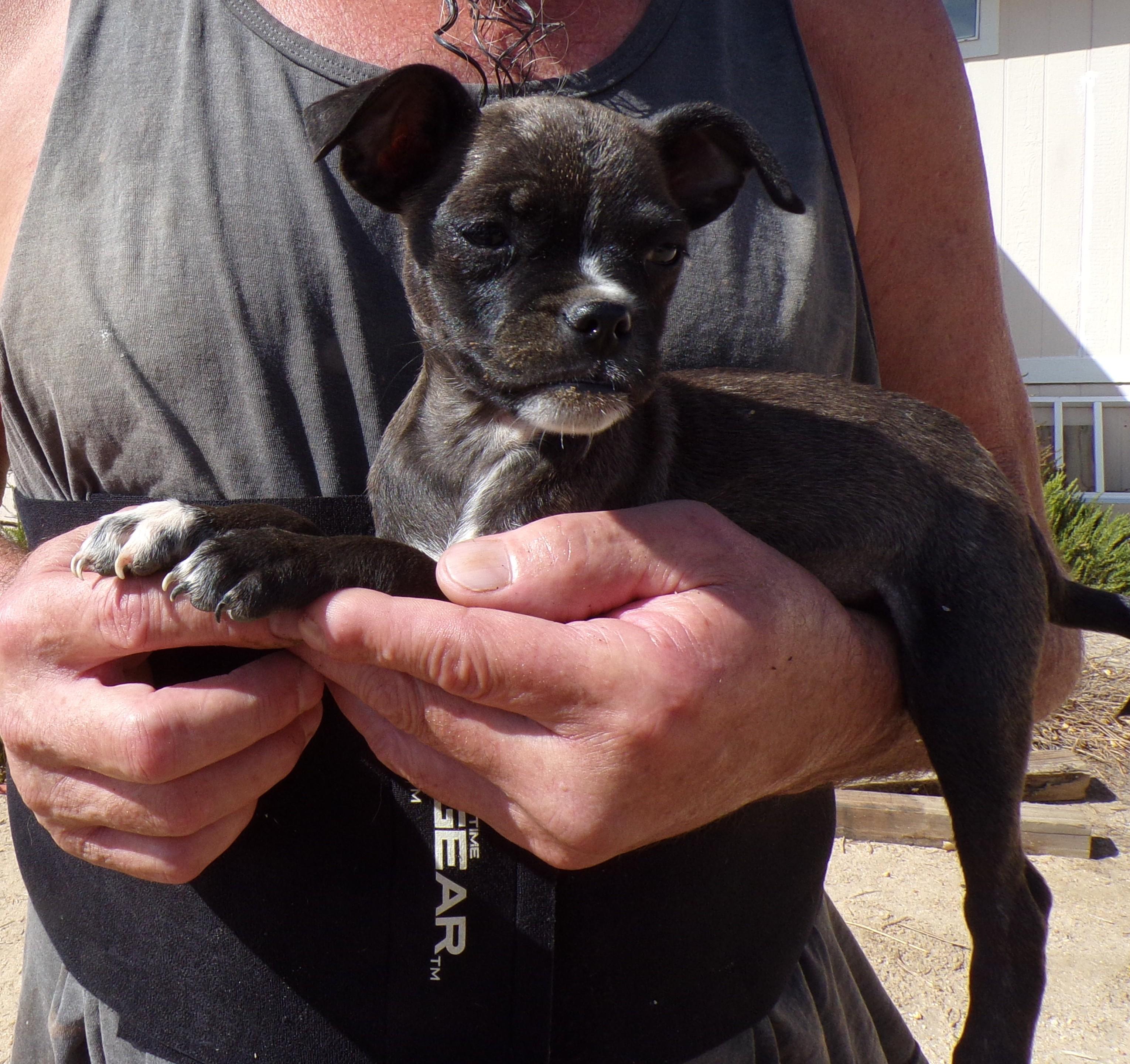 Enlarge CHANEL, a ADOPTABLE mixed breed in Corona, CA image 1/3