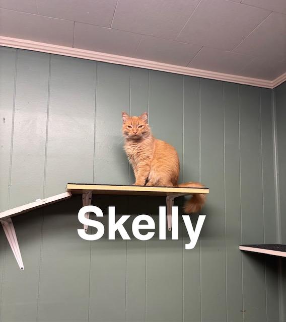 Skelly, Adoptable, Adult Male American Shorthair.