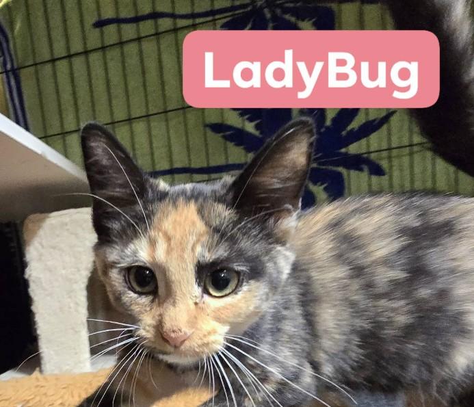 Enlarge Lady Bug, a Adoptable Domestic Short Hair in Buena Vista, VA image 1/1