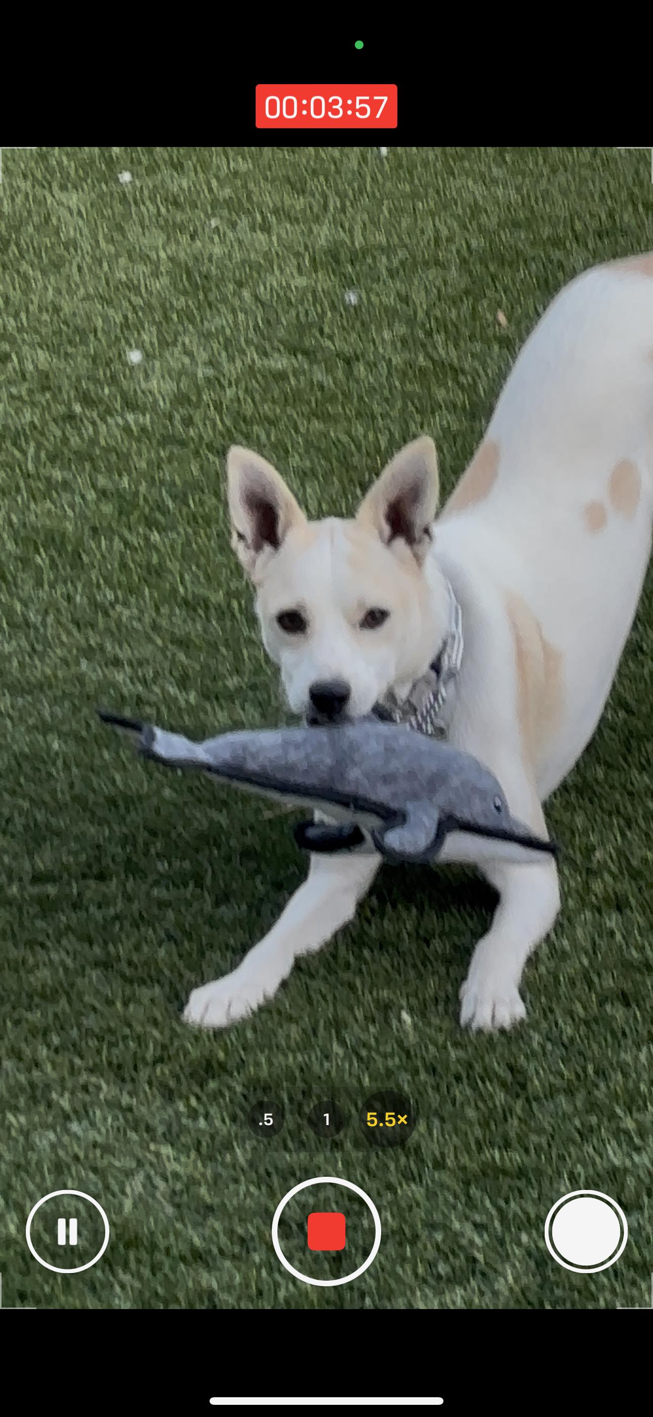 Enlarge Luka, a Adoptable Carolina Dog in Morgan Hill, CA image 1/3