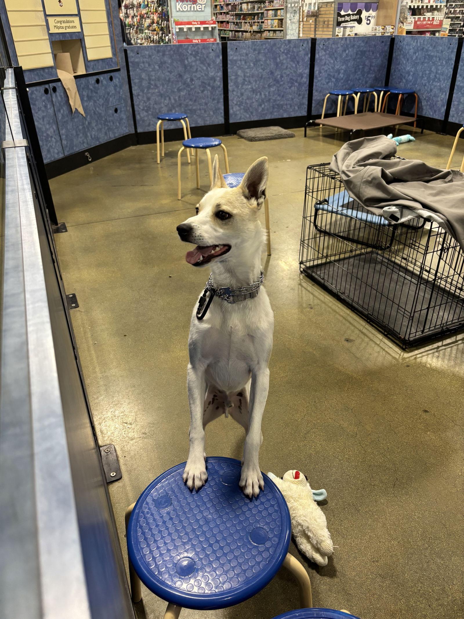Luka, Adoptable, Young Male Carolina Dog.